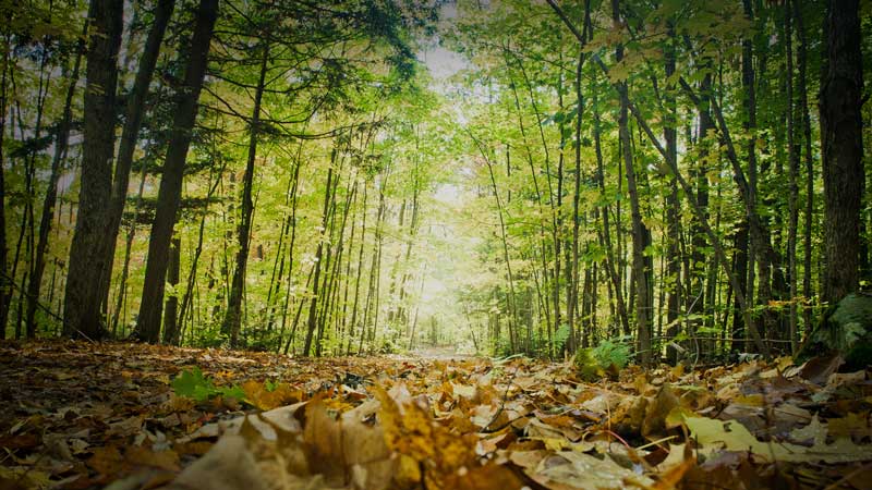 "Walk-and-Talk" Nature Walk - Spencerville Seventh-day Adventist Church ...