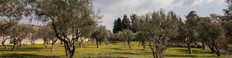 grove of olive trees