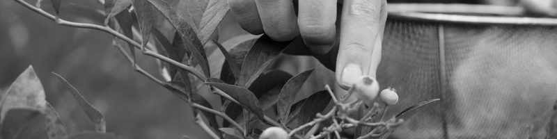 woman picking berries in a field, a sermon by pastor chad stuart